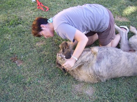 irish wolf en ander 076
